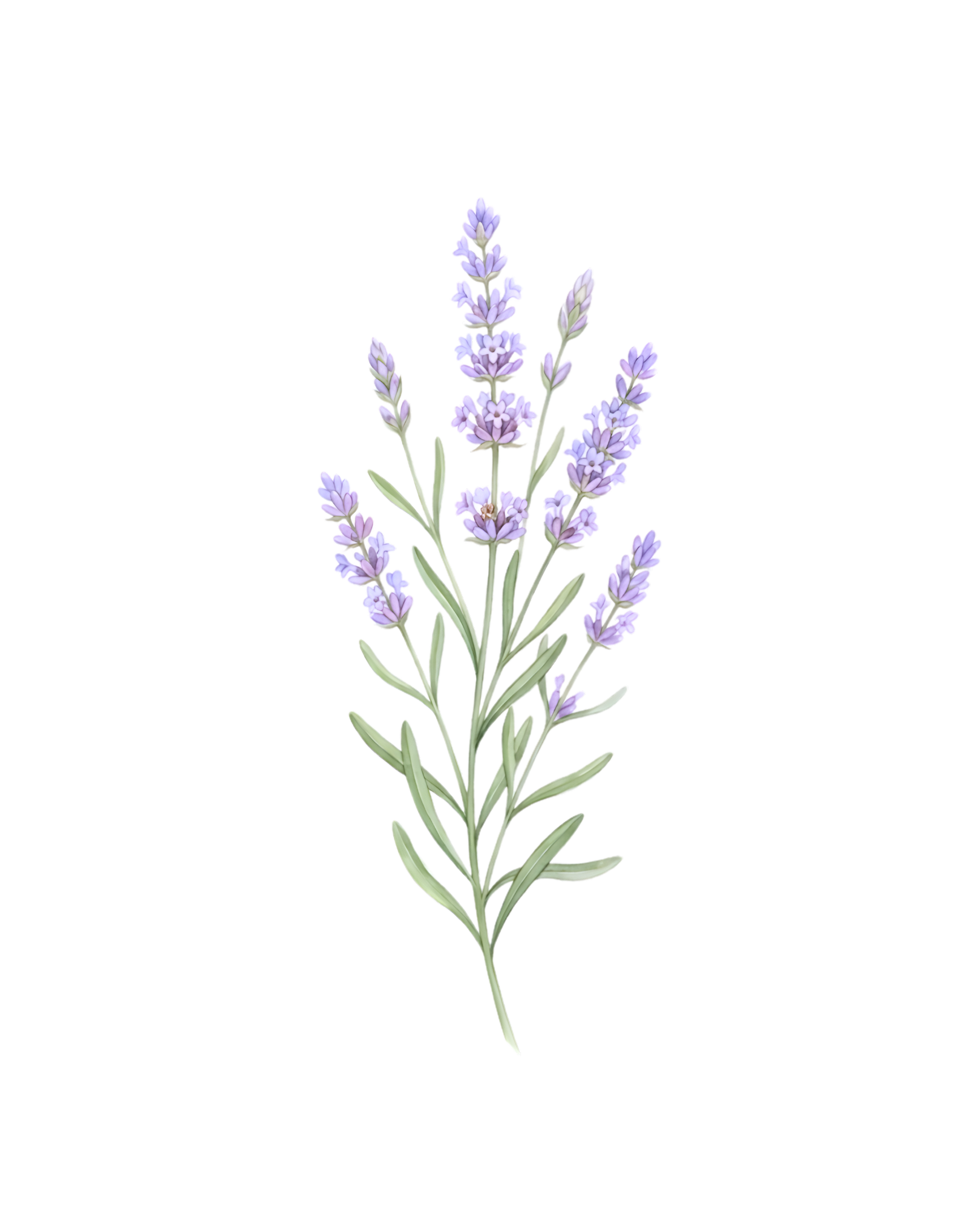 Uma Lavanda que Acalma & Acolhe