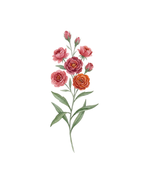 Uma Mini-Rosa, um mundo de Afeto