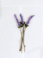 Uma Lavanda que Acalma & Acolhe